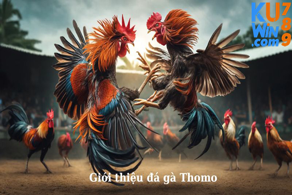 Mẹo chơi cá độ đá gà mọi thể loại từ cơ bản đến nâng cao tại Ku win